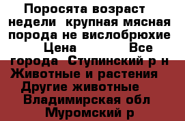 Поросята возраст 4 недели, крупная мясная порода(не вислобрюхие ) › Цена ­ 4 000 - Все города, Ступинский р-н Животные и растения » Другие животные   . Владимирская обл.,Муромский р-н